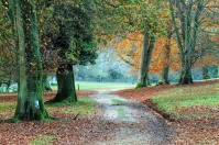 Autumn walks through the arboretum