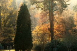 West Dean Gardens backlit trees