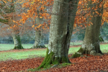 West Dean Gardens, Beech trees and leaves